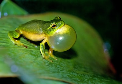 绿叶蛙在绿叶上的微距摄影
